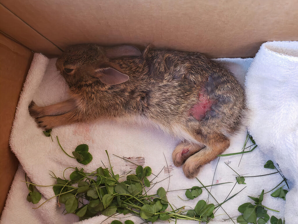 Que faire avec un lapin sauvage blessé?