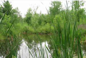 Mission accomplie pour la protection du Boisé Du Tremblay à Boucherville