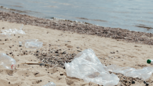 Contrecoeur : bénévoles recherchés pour le nettoyage des berges