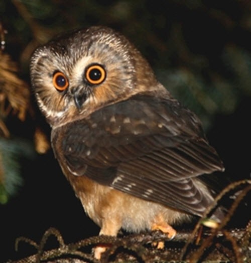 Quand l’ornithologie devient un zoo