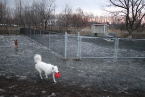 Les petits chiens ne seront plus embêtés !
