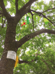 Agrile du frêne :  projet pilote de lutte à l’aide d’un champignon