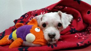 Le refuge SARS a hébergé 4550 animaux de compagnie en 2016