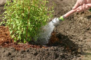 Bénévoles recherchés pour une plantation d’arbustes fruitiers au boisé Du Tremblay