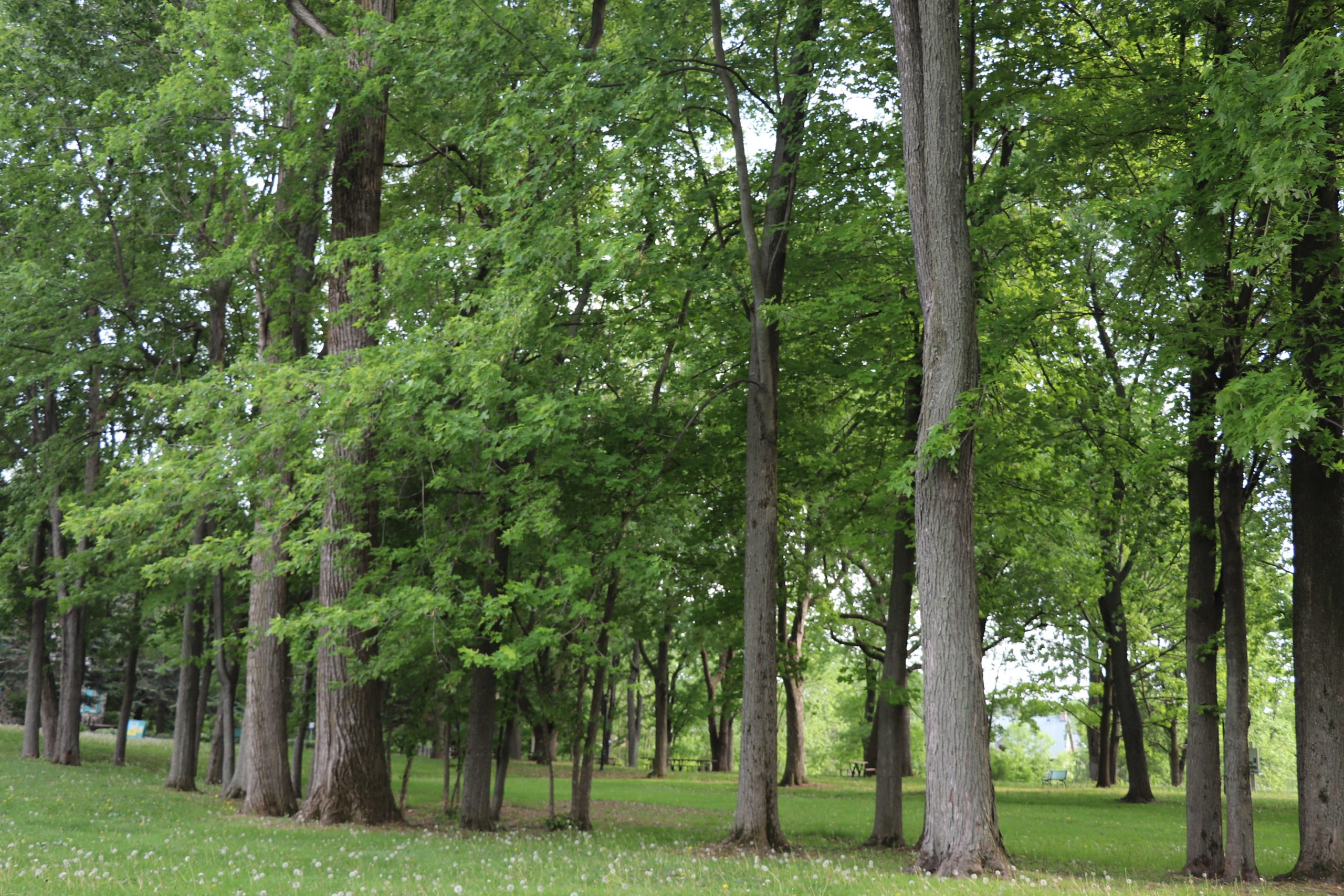 Boucherville se dote d’une Politique de l’arbre