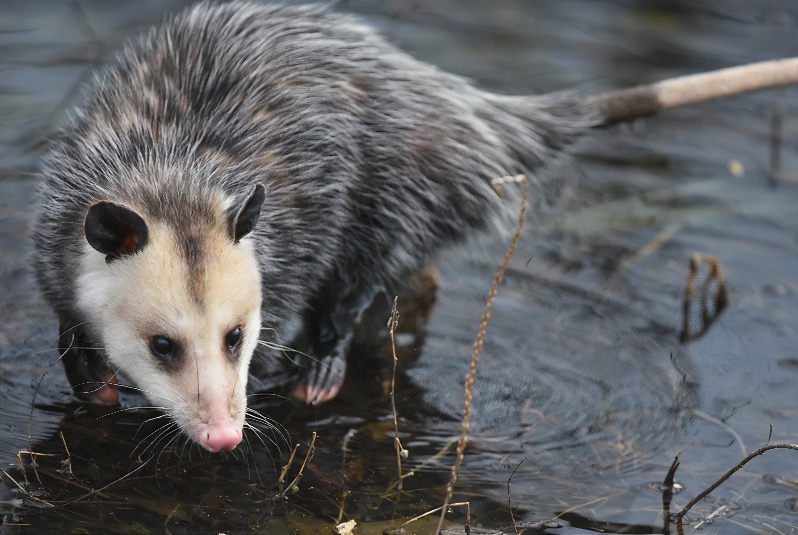 L’opossum de Virginie s’installe en Montéégie