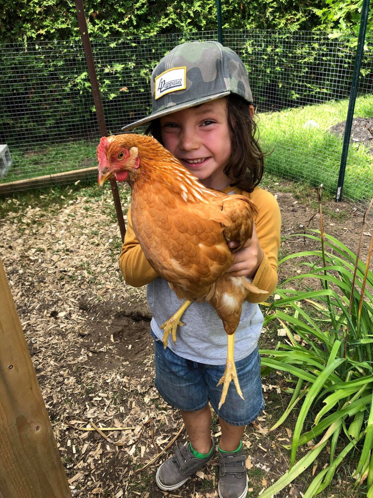 Des poules urbaines bientôt permises à varennes