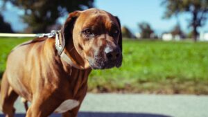 Enregistrement des animaux : une responsabilité à ne pas négliger