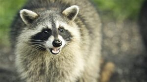 Comment éloigner les animaux indésirables