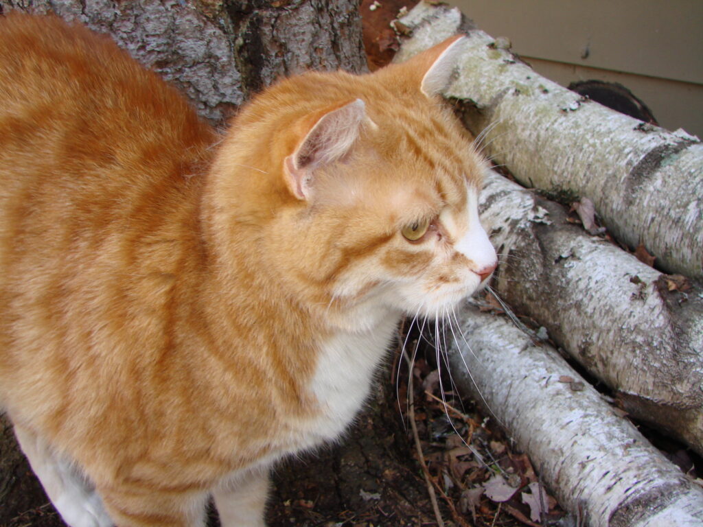 Les chats errants bientôt stérilisés à Boucherville