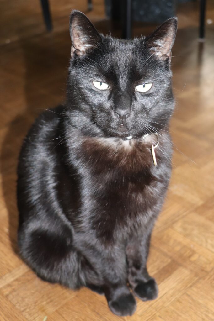 2400 stérilisations animales pratiquées en 2018 aux Services animaliers Rive-Sud