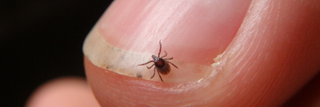 Un antibiotique peut être prescrit pour prévenir la maladie de Lyme