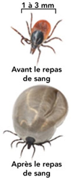 Conservation de la nature Canada s’engage dans la prévention de la maladie de Lyme