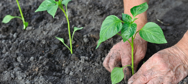 Sainte-Julie initie des écoles et des entreprises à l’agriculture urbaine avec le programme Potager partagé