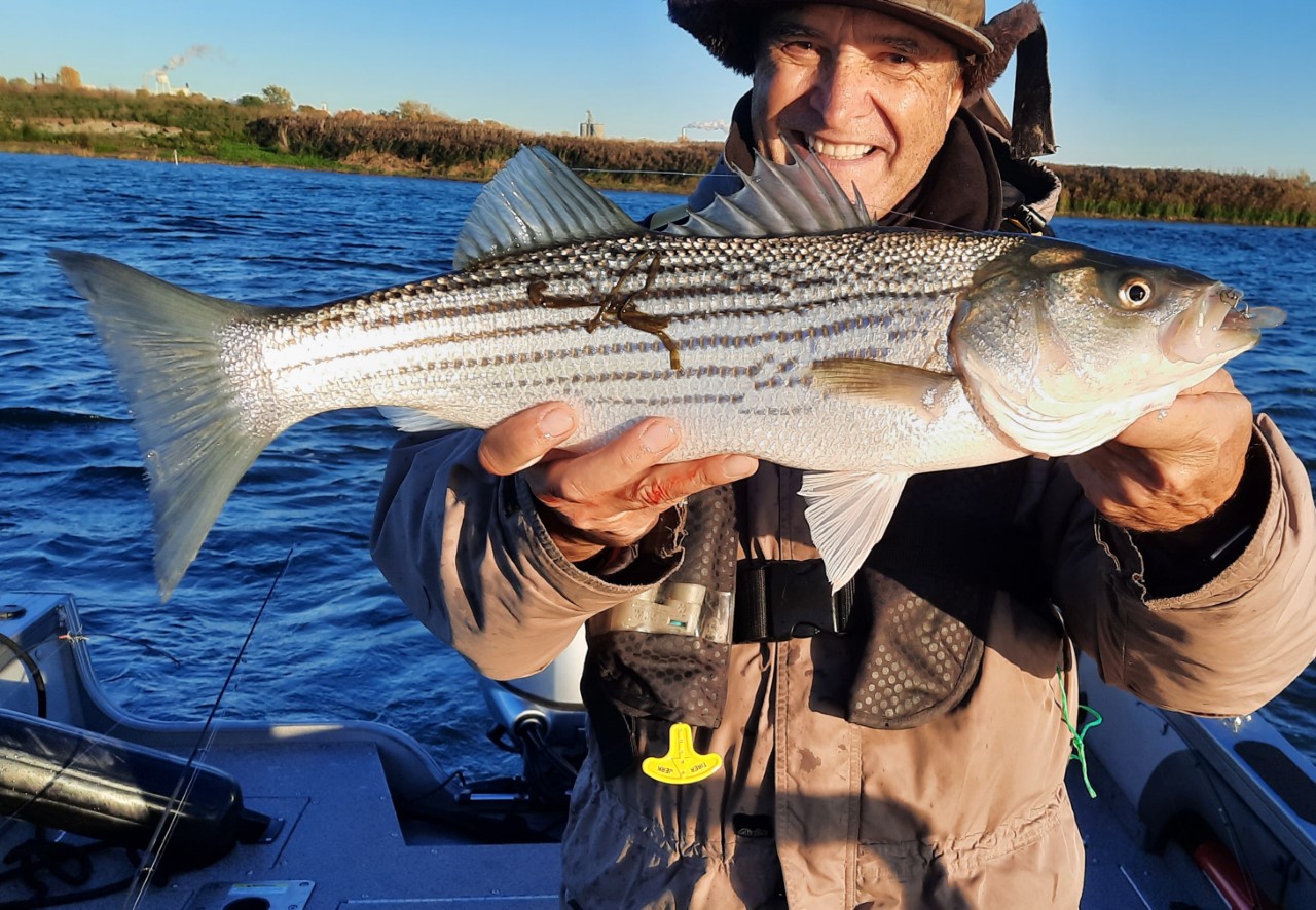 Le bar rayé de retour dans les eaux du fleuve, à Boucherville