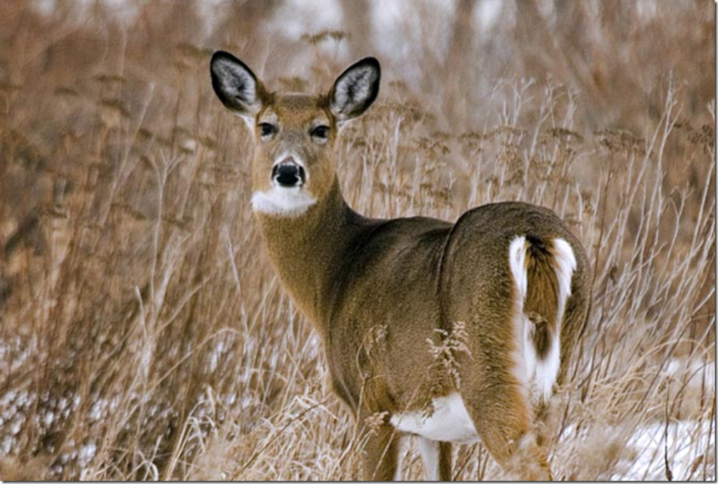 La Sépaq débute une 2e opération d’abattage des cerfs au Parc national des Îles-de-Boucherville