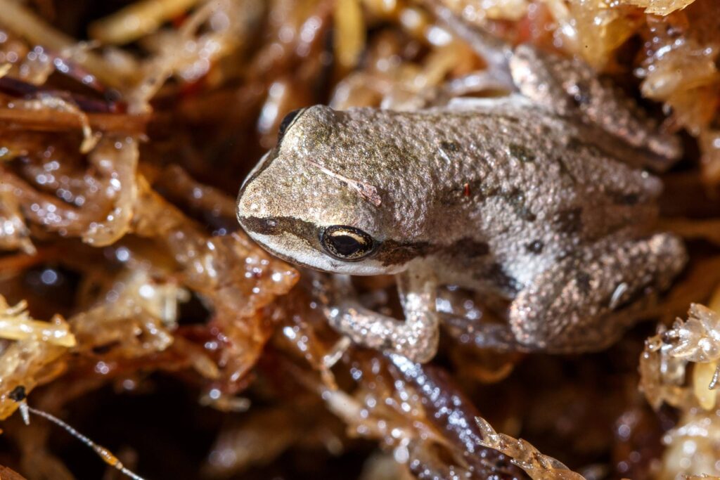 Un refuge faunique pour protéger la biodiversité du boisé Du Tremblay