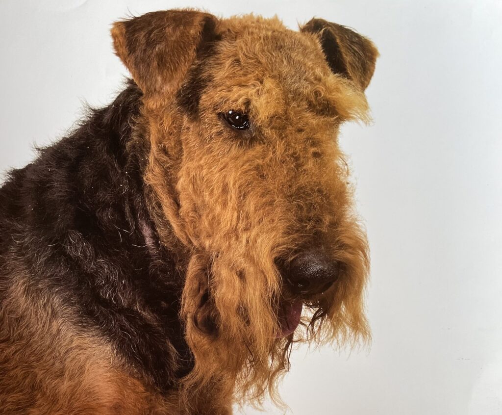 Temps des fêtes : prévenir le stress et les incidents pour votre animal