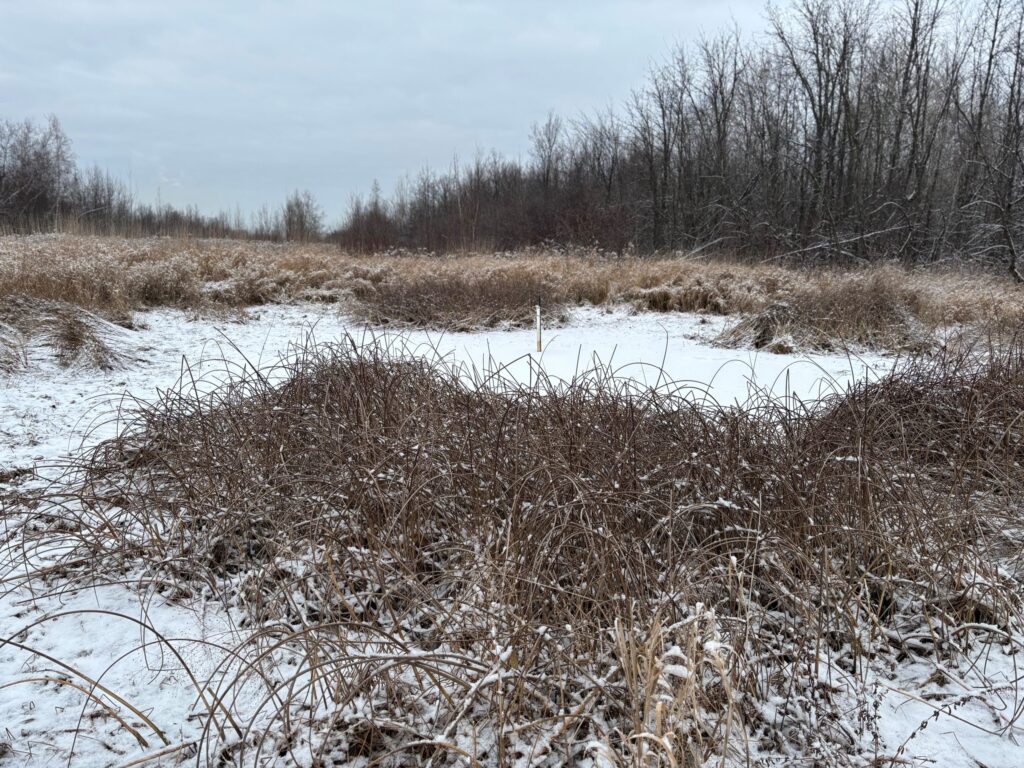 Création d’un refuge pour la rainette faux-grillon de l’Ouest à Boucherville