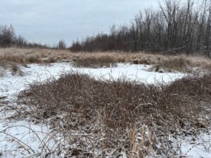 Création d’un refuge pour la rainette faux-grillon de l’Ouest à Boucherville