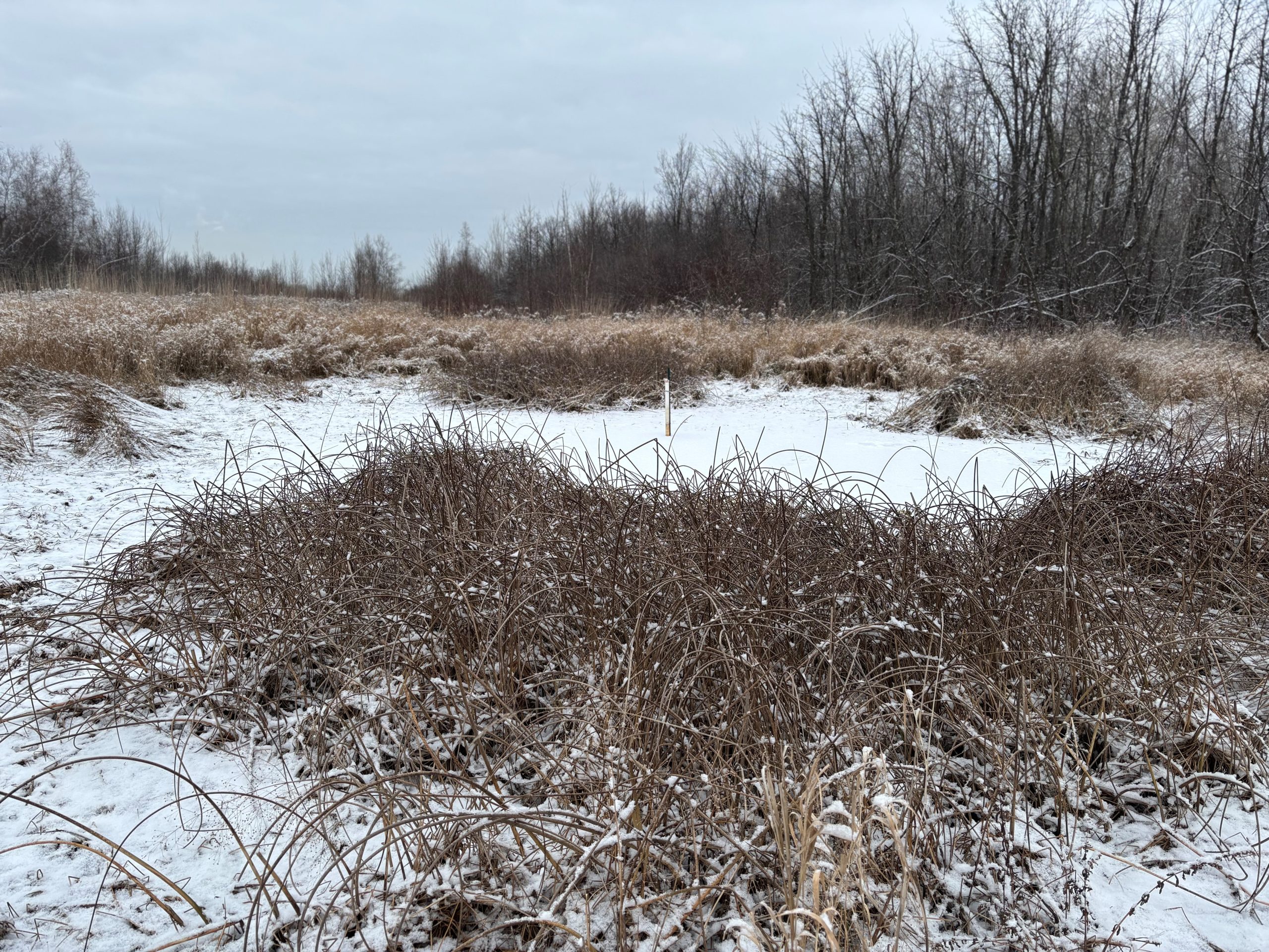 Création d’un refuge pour la rainette faux-grillon de l’Ouest à Boucherville