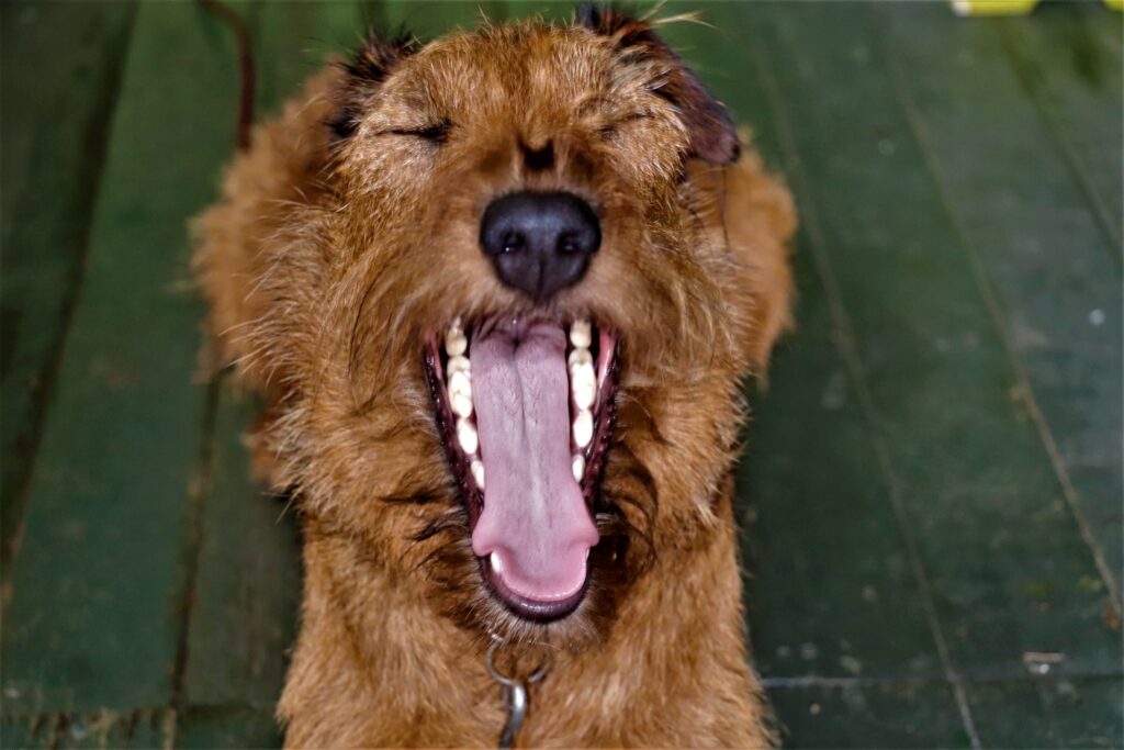 Santé dentaire: un enjeu pour vos animaux