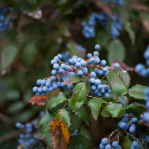 Première phase de la forêt nourricière à Sainte-Julie
