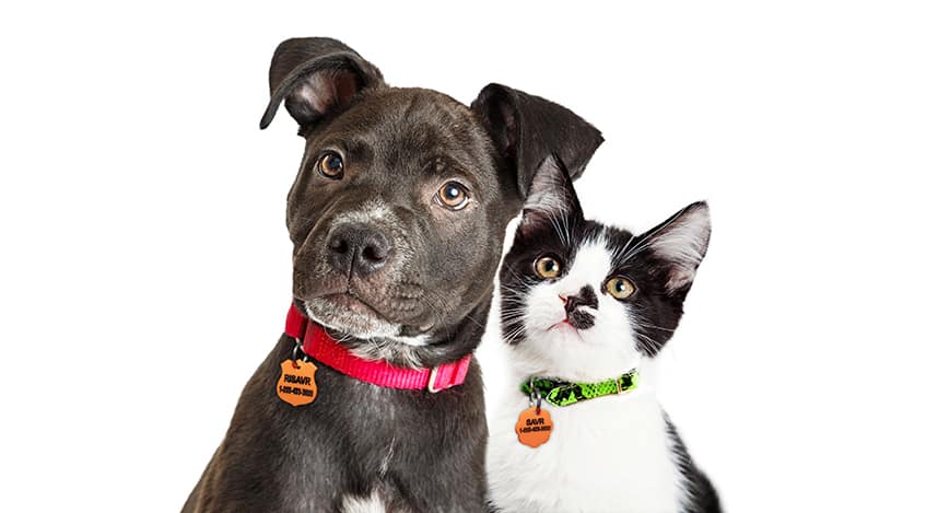 Préparer son animal de compagnie pour le printemps