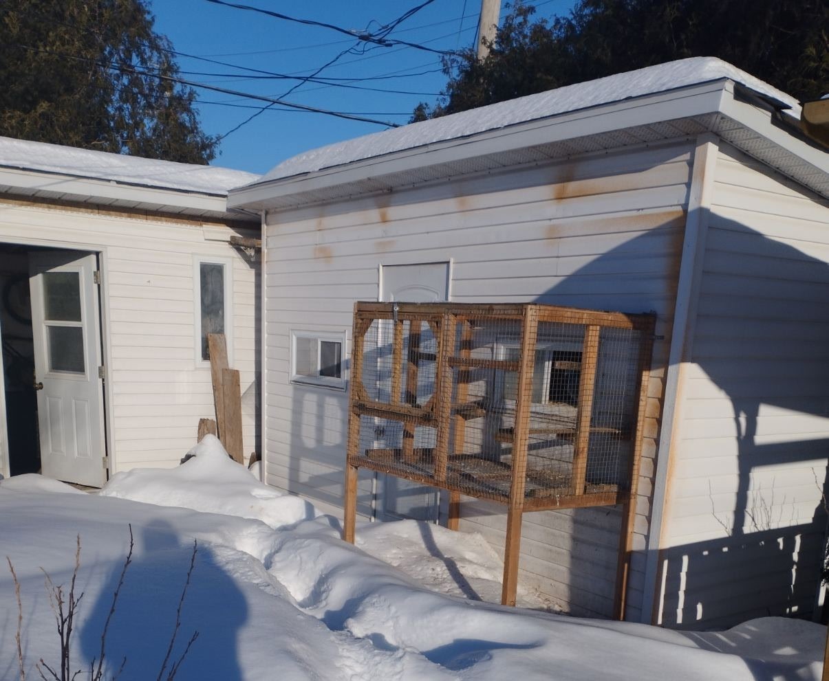 Renoncer à ses pigeons voyageurs