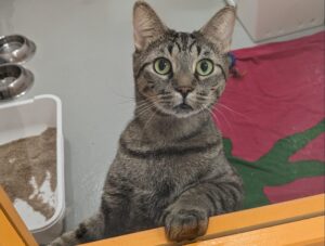 Comment vivre avec un animal en étant allergique ?