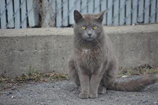 Vous avez vu un chat errant ? Voici les bons réflexes à avoir