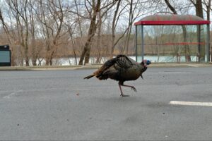 Quand les dindons sauvages se promènent en ville : la faune urbaine se transforme à Boucherville
