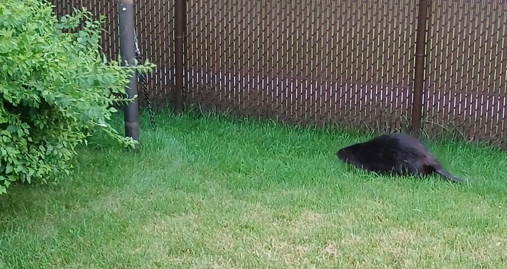 Escale inattendue d’un castor sur Montarville