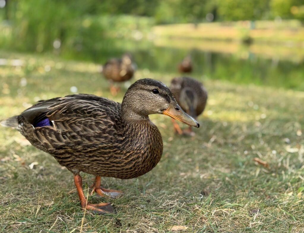 Nourrir les animaux sauvages : d’apparence banal, en réalité nocif