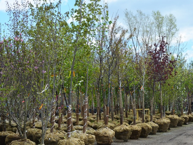 Boucherville: un arbre pour 10$