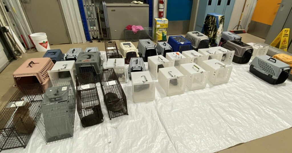 Proanima recueille 50 chats dans un appartement de Longueuil