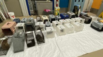 Proanima recueille 50 chats dans un appartement de Longueuil