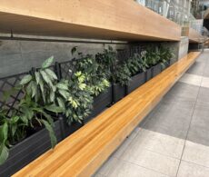 Quand le frêne condamné par l’agrile s’offre une renaissance