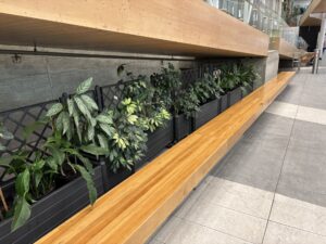 Quand le frêne condamné par l’agrile s’offre une renaissance