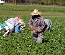 Réduction des travailleurs étrangers temporaires : l’économie de la Montérégie serait en péril