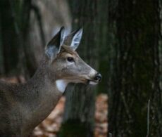 Boucherville: un troisième inventaire aérien des cerfs