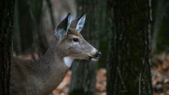 Boucherville: un troisième inventaire aérien des cerfs