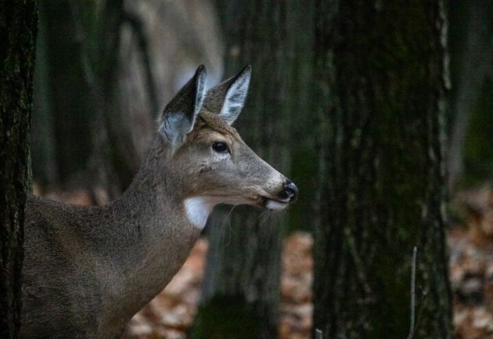 Boucherville: un troisième inventaire aérien des cerfs