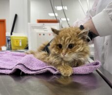 50 chats dans un logement : le défi de prendre en charge les animaux terrorisés
