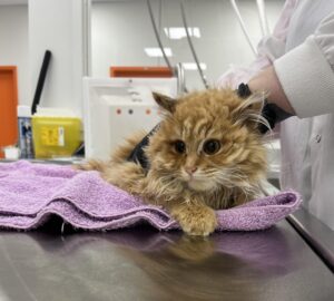 Proanima lance une campagne de financement pour venir en aide aux animaux vulnérables