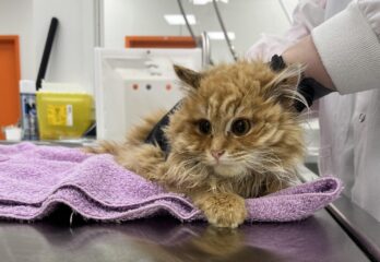 50 chats dans un logement : le défi de prendre en charge les animaux terrorisés