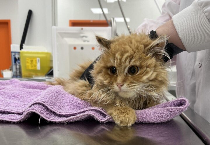 50 chats dans un logement : le défi de prendre en charge les animaux terrorisés