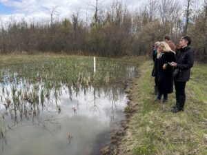 Restauration écologique: La rainette reprend du terrain à Boucherville