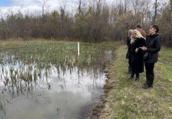 Restauration écologique: La rainette reprend du terrain à Boucherville