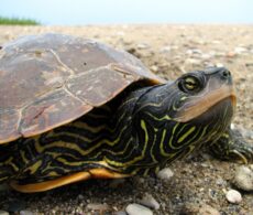 Les tortues de Boucherville sous surveillance